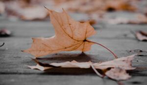 A pale maple leaf lying on a road among other fallen leaves