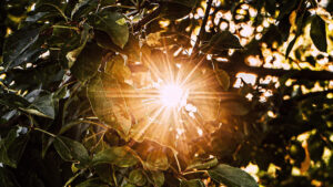 The sun shining through leaves