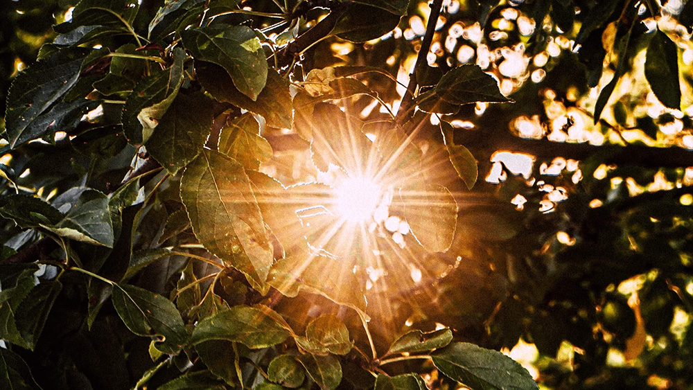 The sun shining through leaves