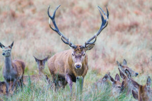 A brown stag deer standing among a herd of does