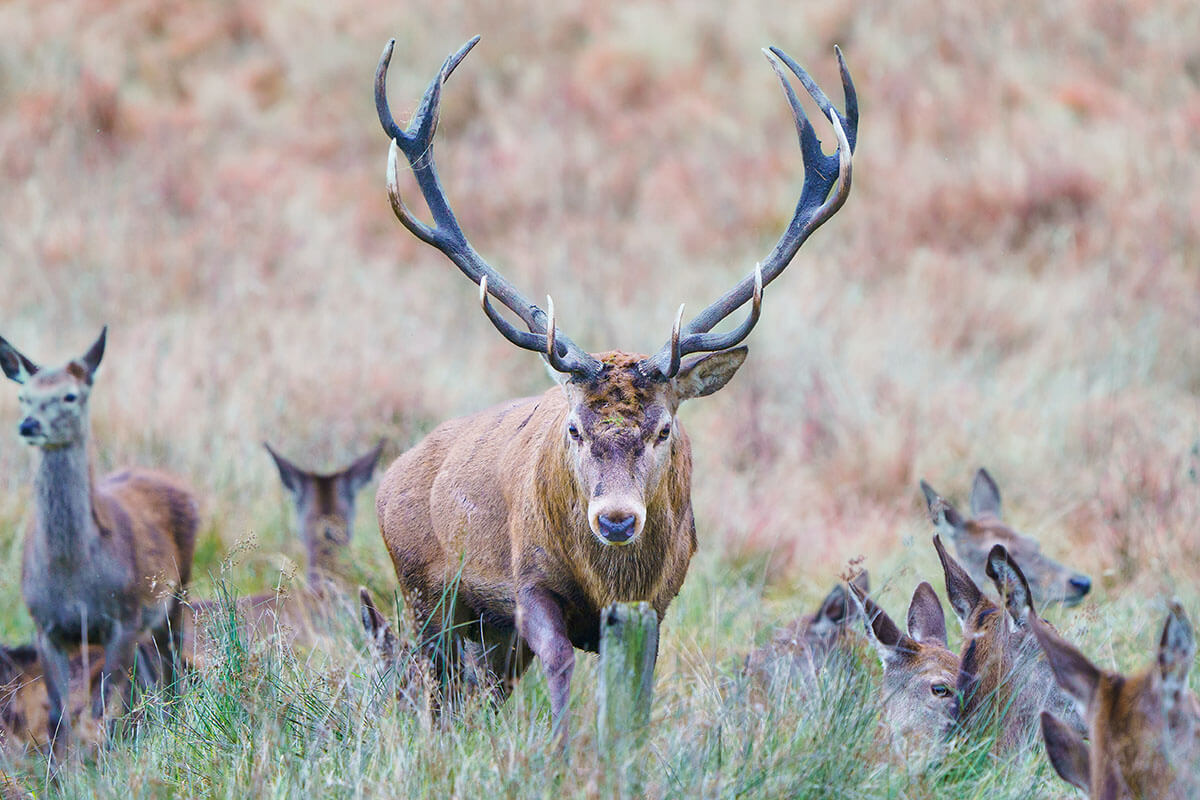 A brown stag deer standing among a herd of does
