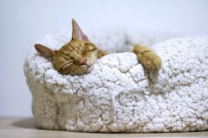 An orange tabby cat sleeping in a white cat bed