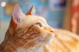 An orange cat with green eyes in profile